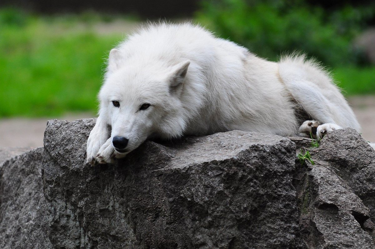 Волк черно белый