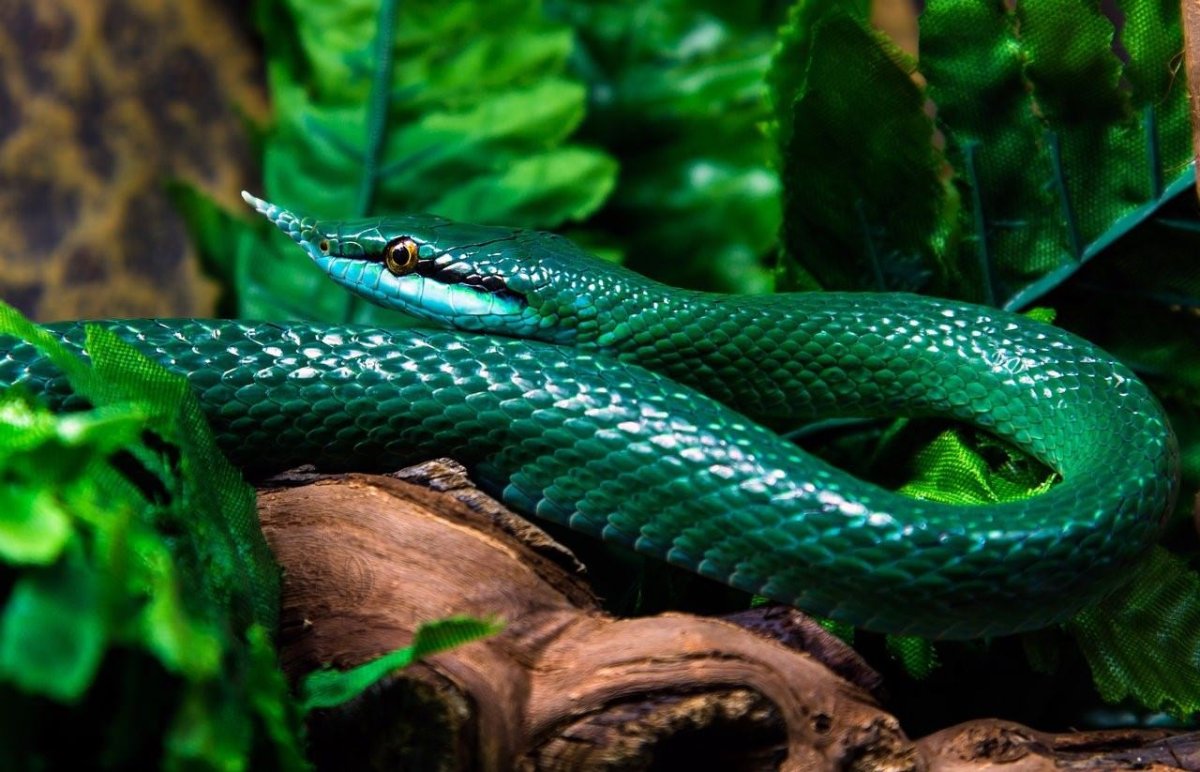 Ринхофис Буланже