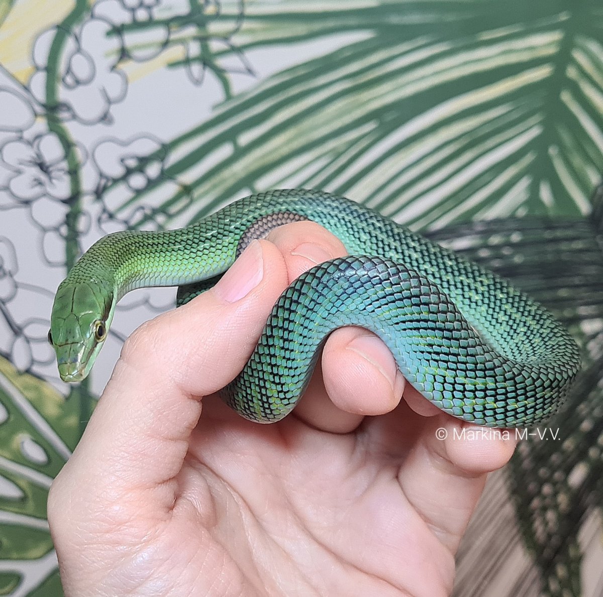 Смарагдовый полоз