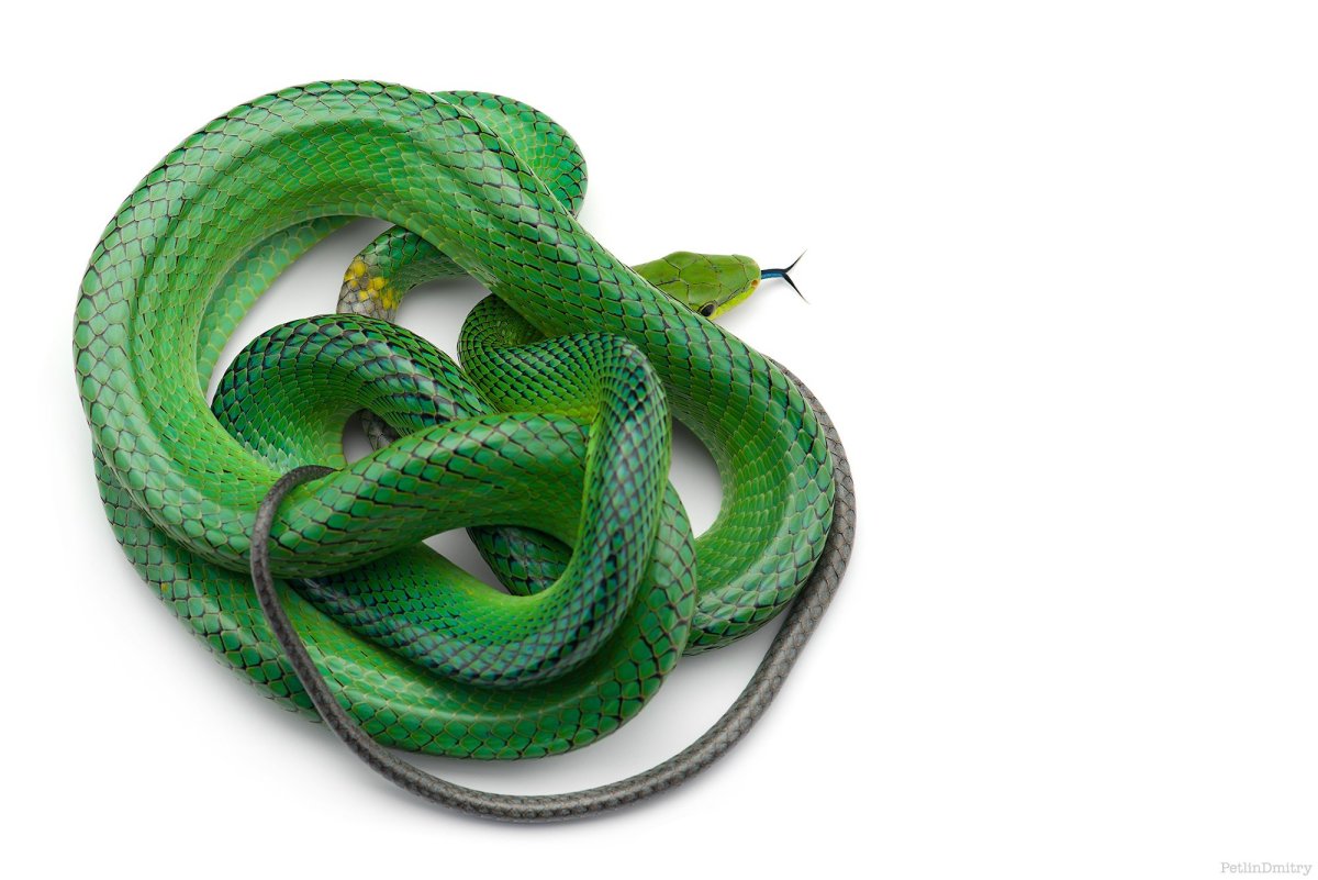 Зеленая змея