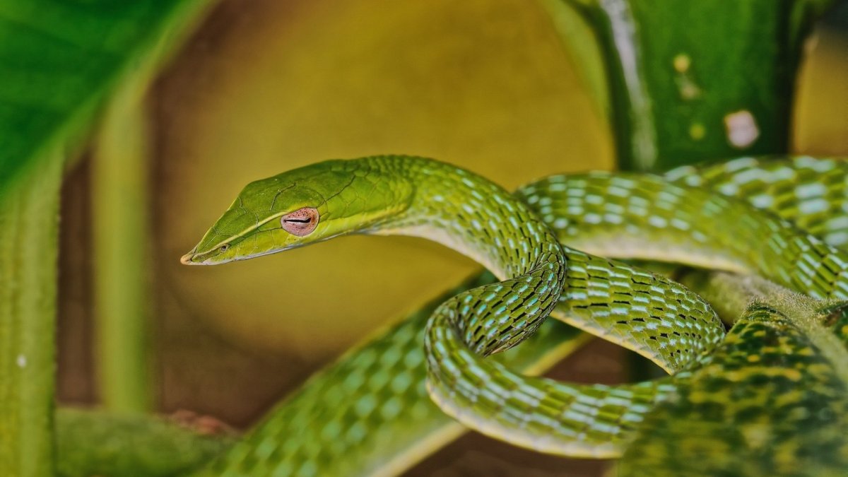 Большеглазый полоз