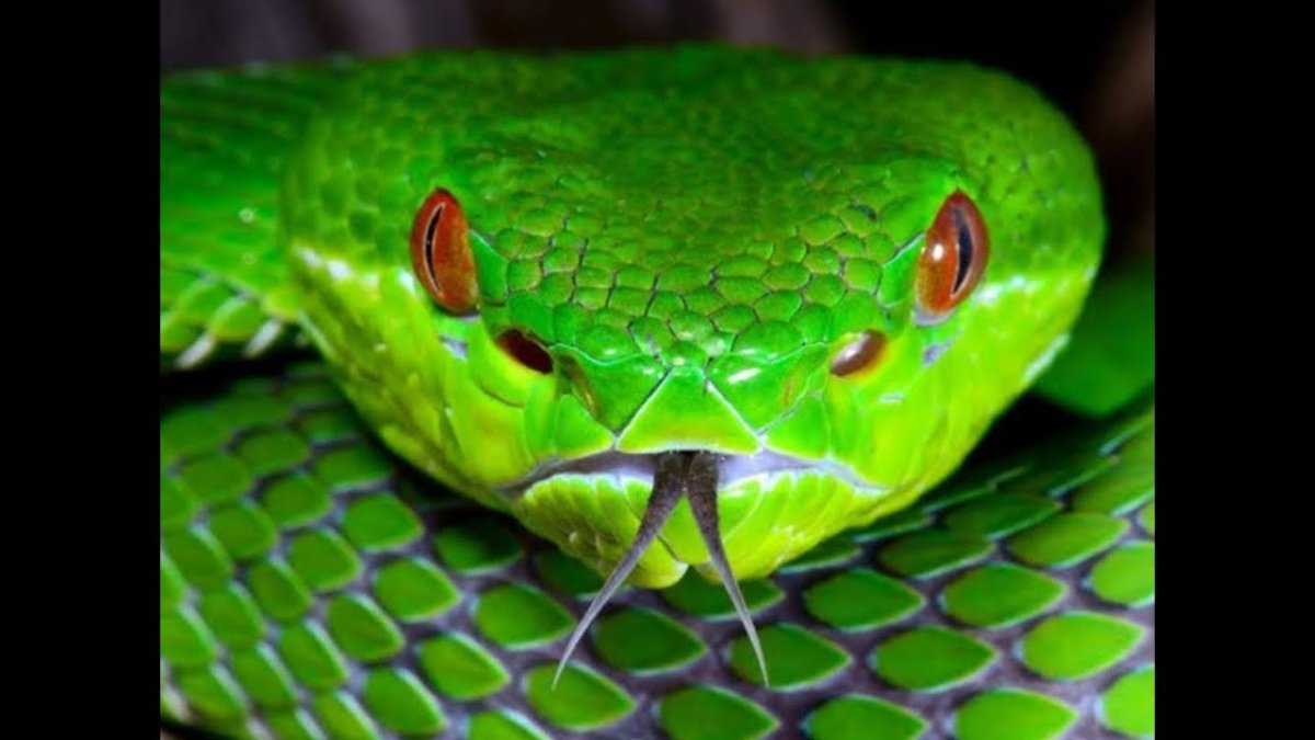 Trimeresurus stejnegeri