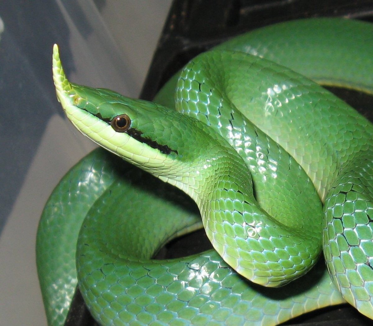 Смарагдовый полоз