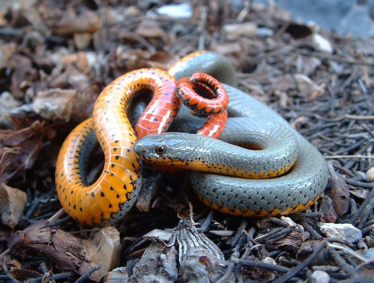 Ошейниковая Кобра