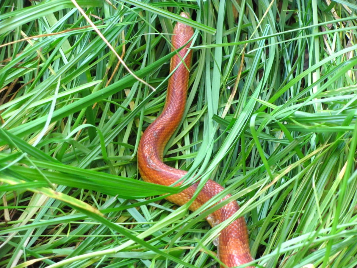 Полоз Лесной