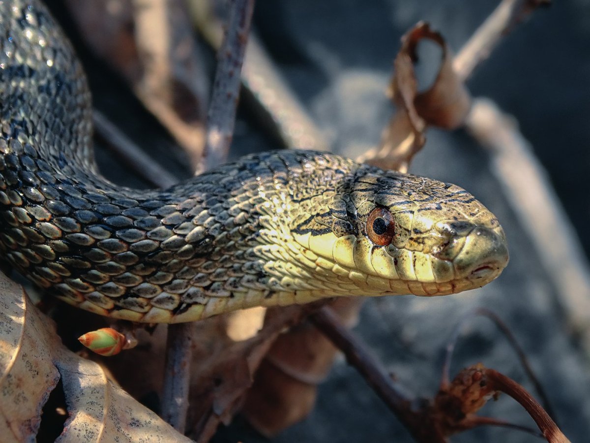 Узорчатый полоз семейство Ужеобразные