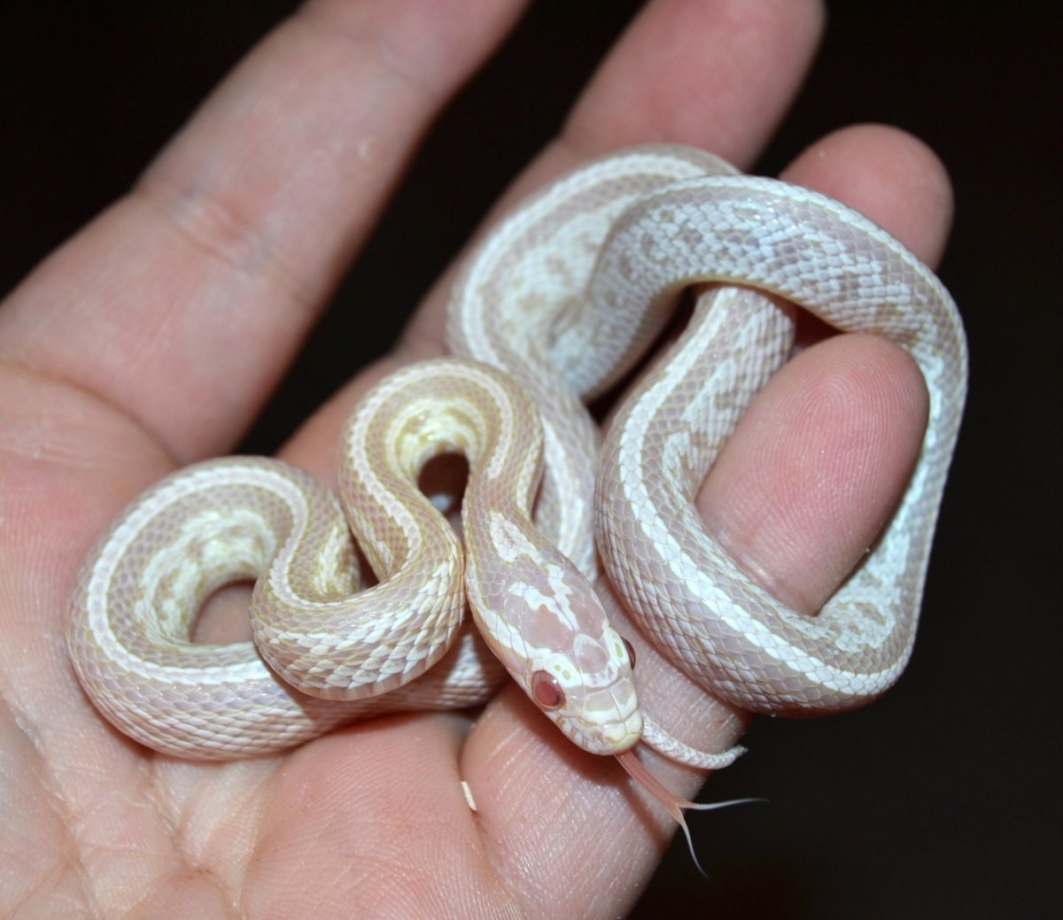 Маисовый полоз альбинос