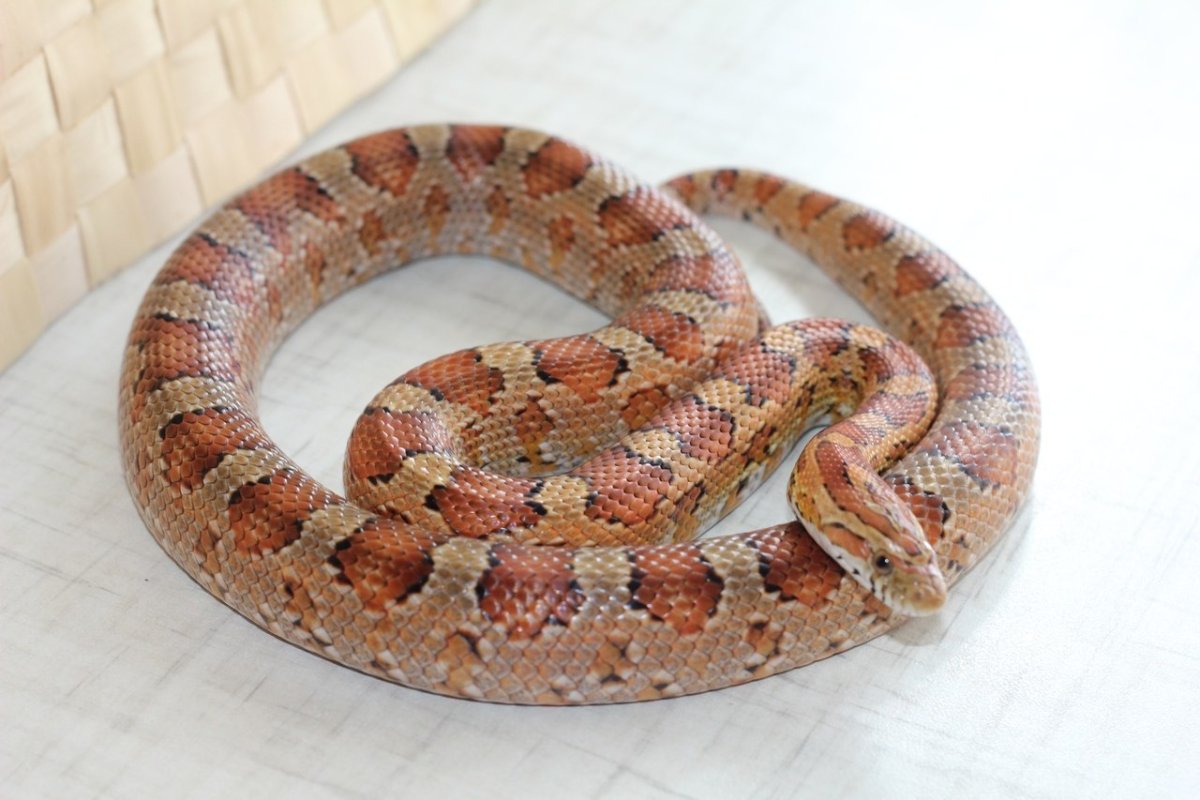 Маисовый полоз карамель