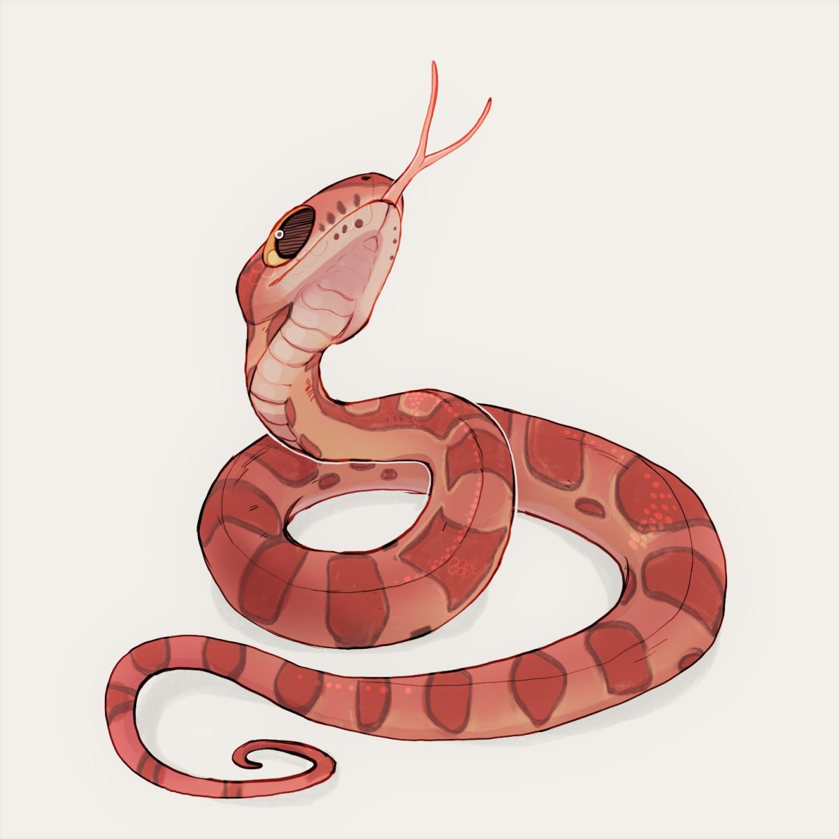 Маисовый полоз милый