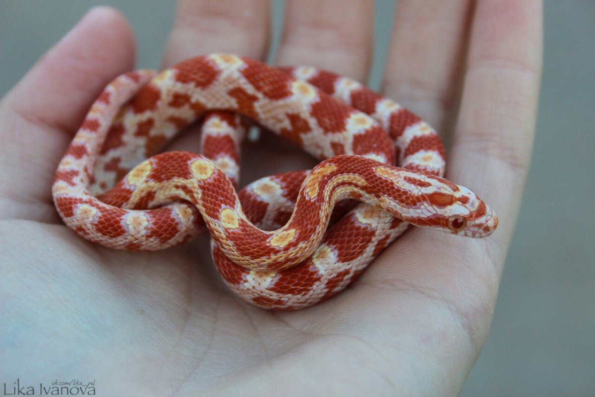 Маисовый полоз амеланист