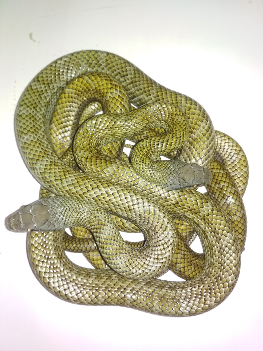 Змея островной полоз