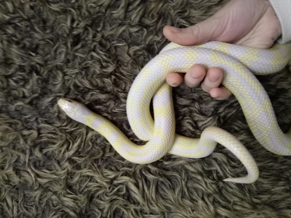 Королевская змея Калифорнийская High-Yellow