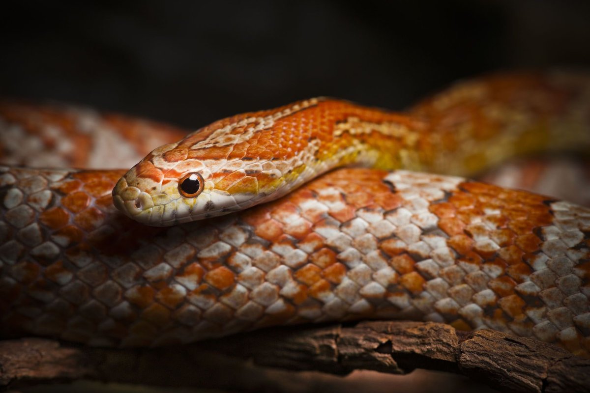 Змея маисовый полоз