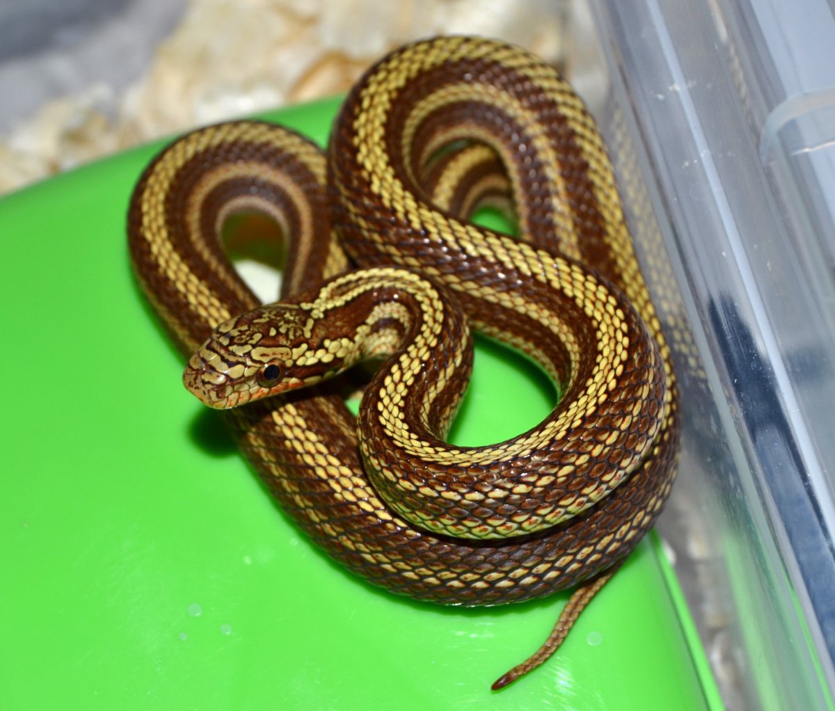 Полоз узорчатый змея