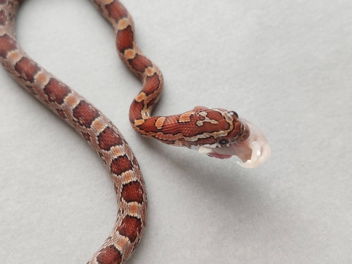 Маисовый полоз Crimson