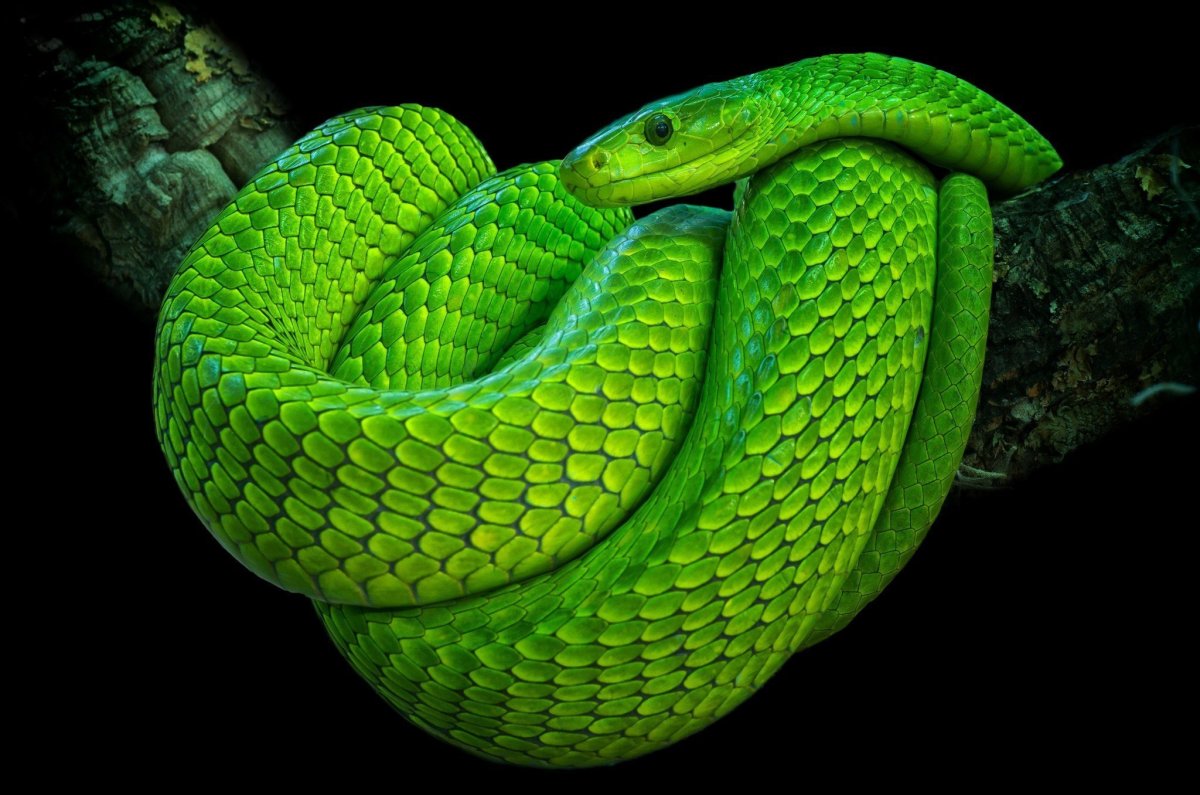 Смарагдовый полоз зеленый