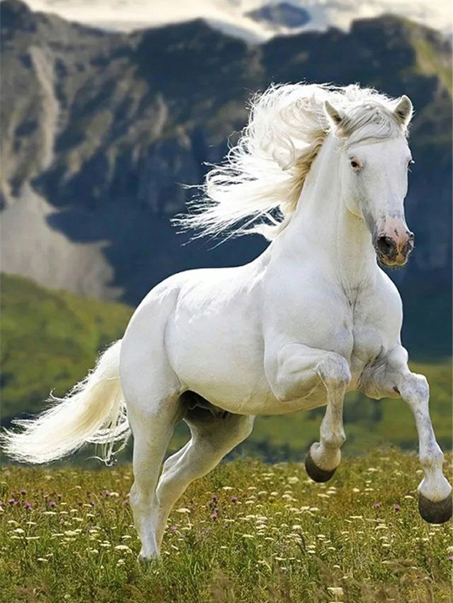 Отлар Расим