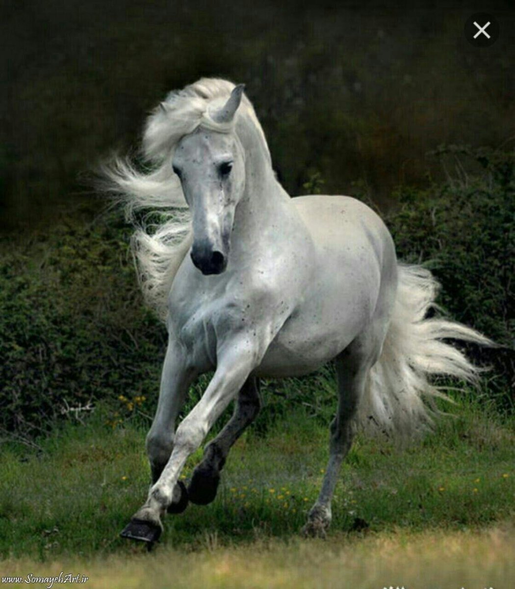 Красивая белая лошадь