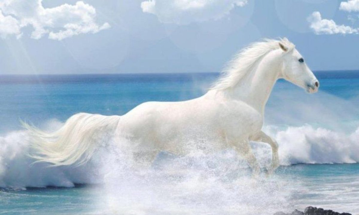 Белая лошадь