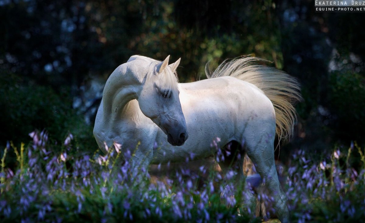 Лошади в Васильках