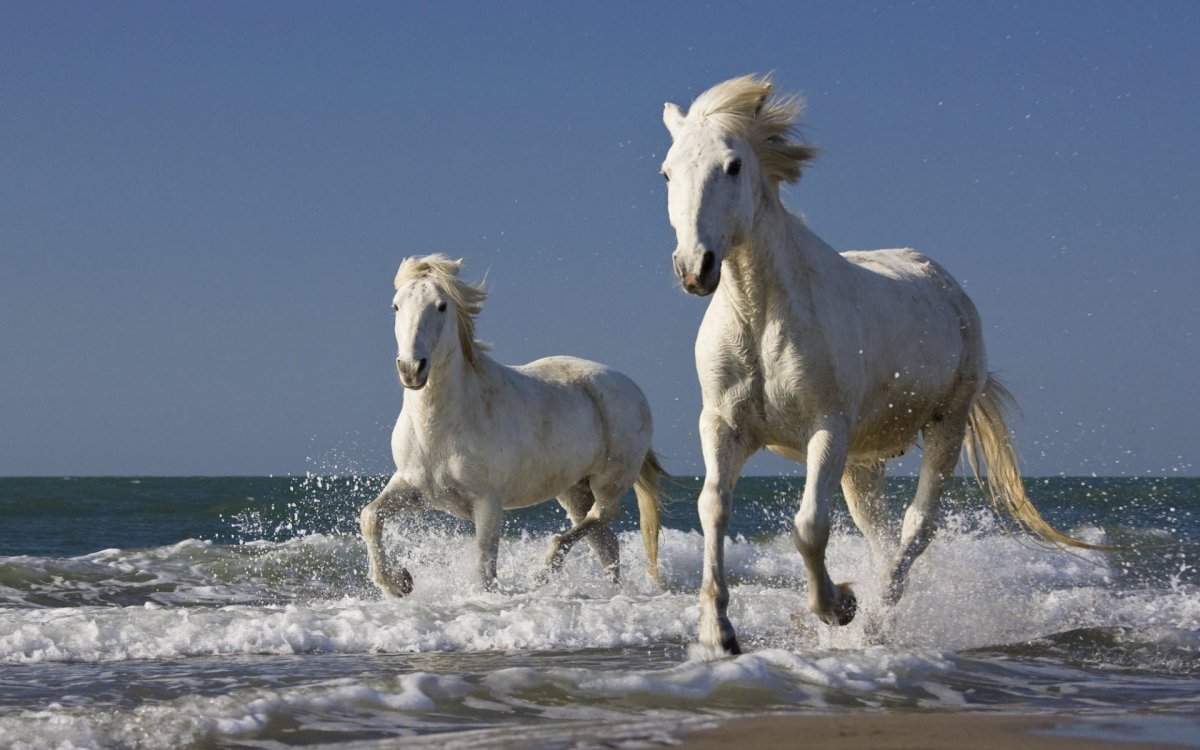 Тасия Камаргу