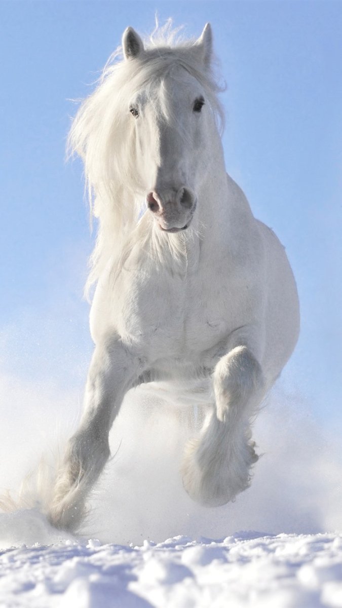 Белый конь