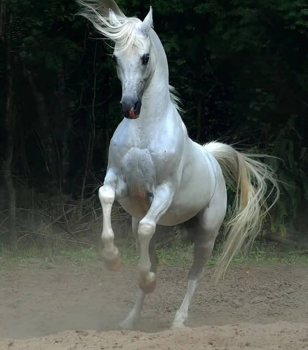 Лошади породы Шагия