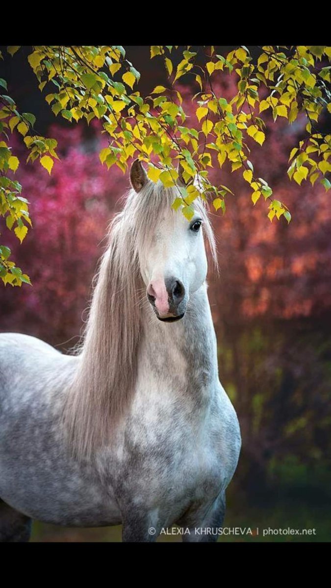 Очень красивые лошади