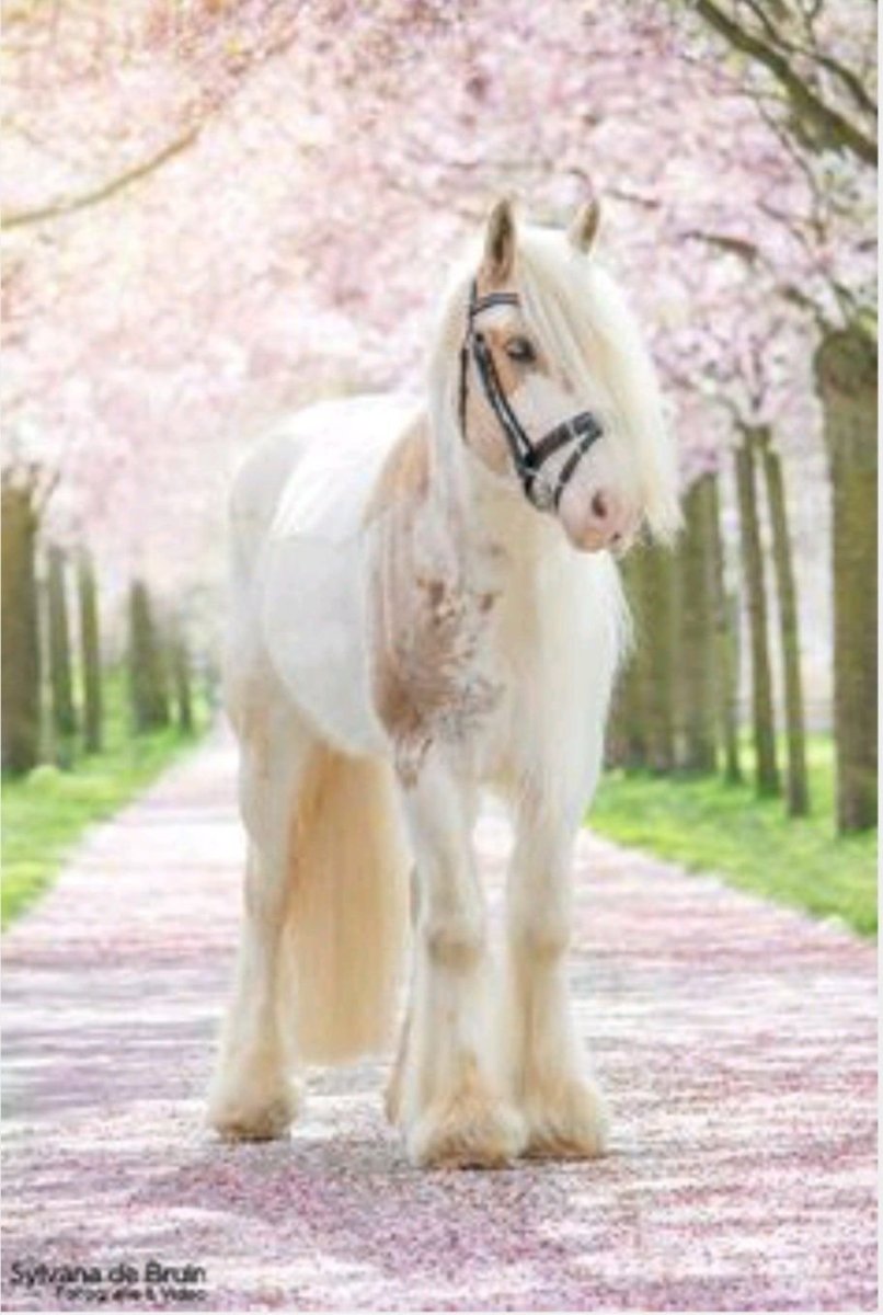 Самые красивые лошади в мире белые
