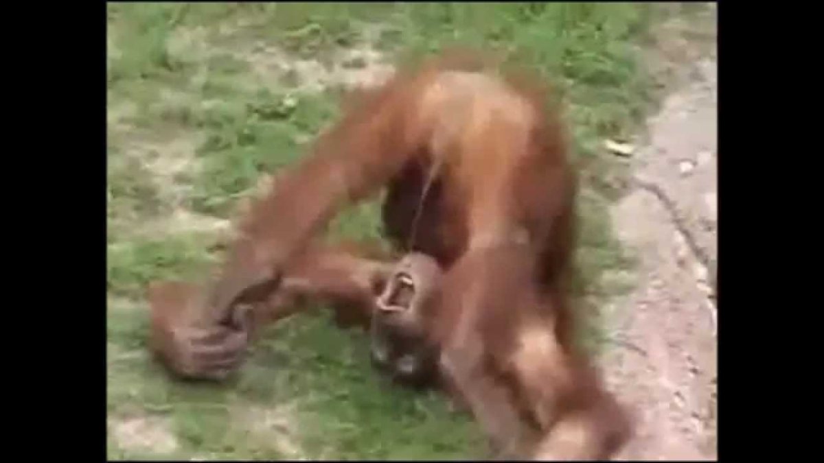 как обезьяна трахает человека фото 98