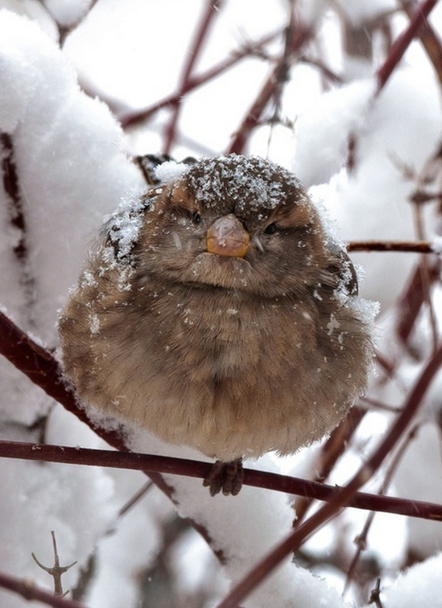 Зимние птицы. Зимние животные. Снежная птица. Нахохлившиеся птицы зимой.