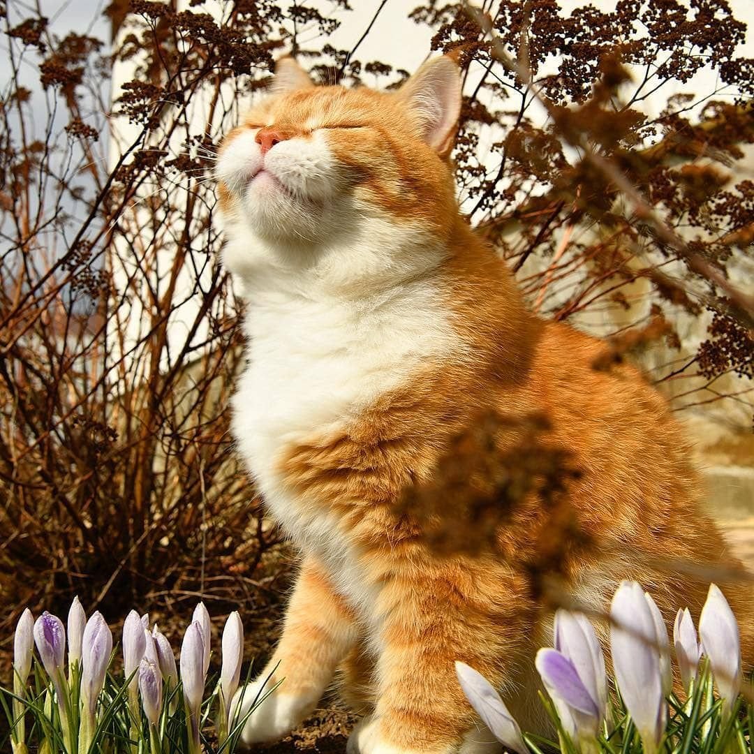 Хорошего дня рыжий котик