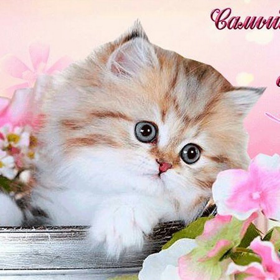 Красивые приветствия с добрым днем