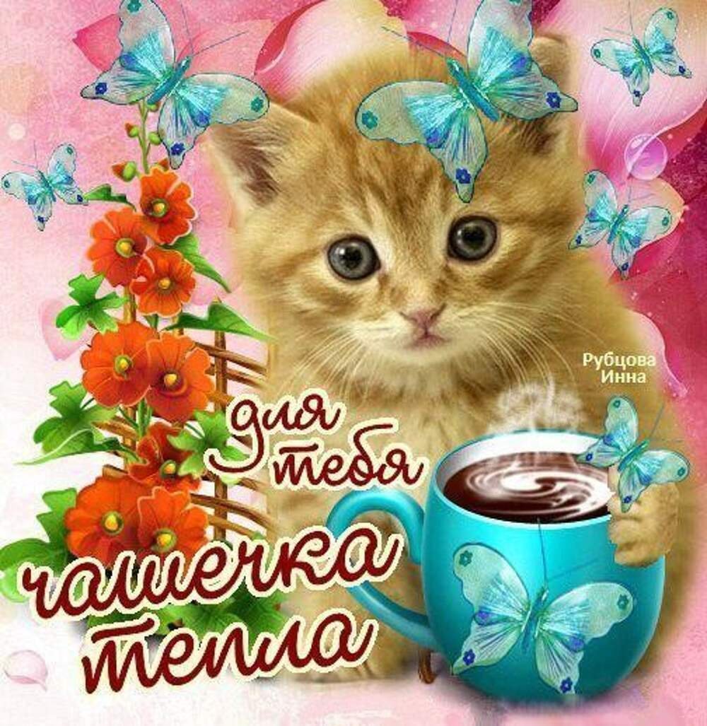 Открытки доброго дня с котятами