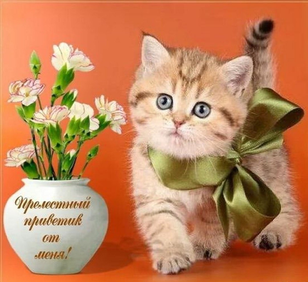 Кот с бантиком