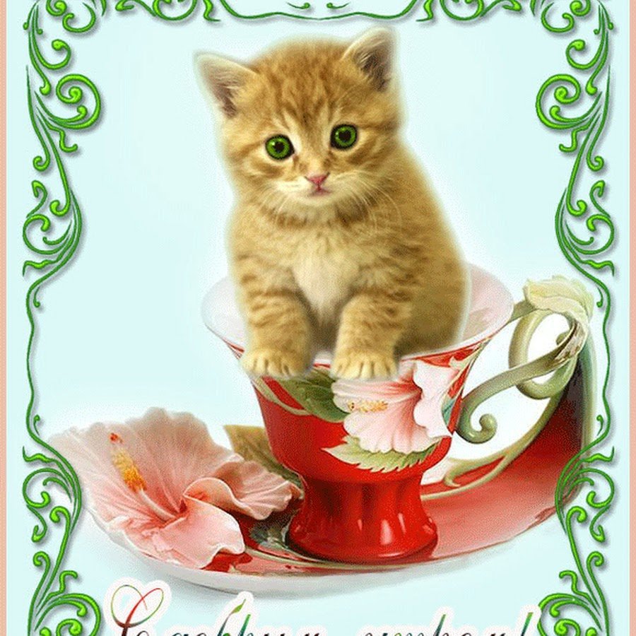 Доброе утро котенок