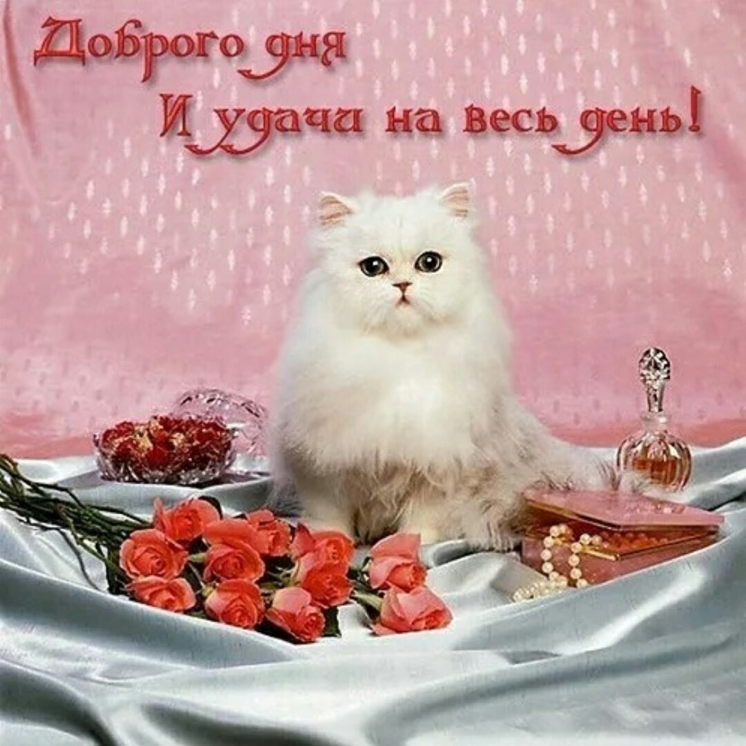 Добрый день картинки