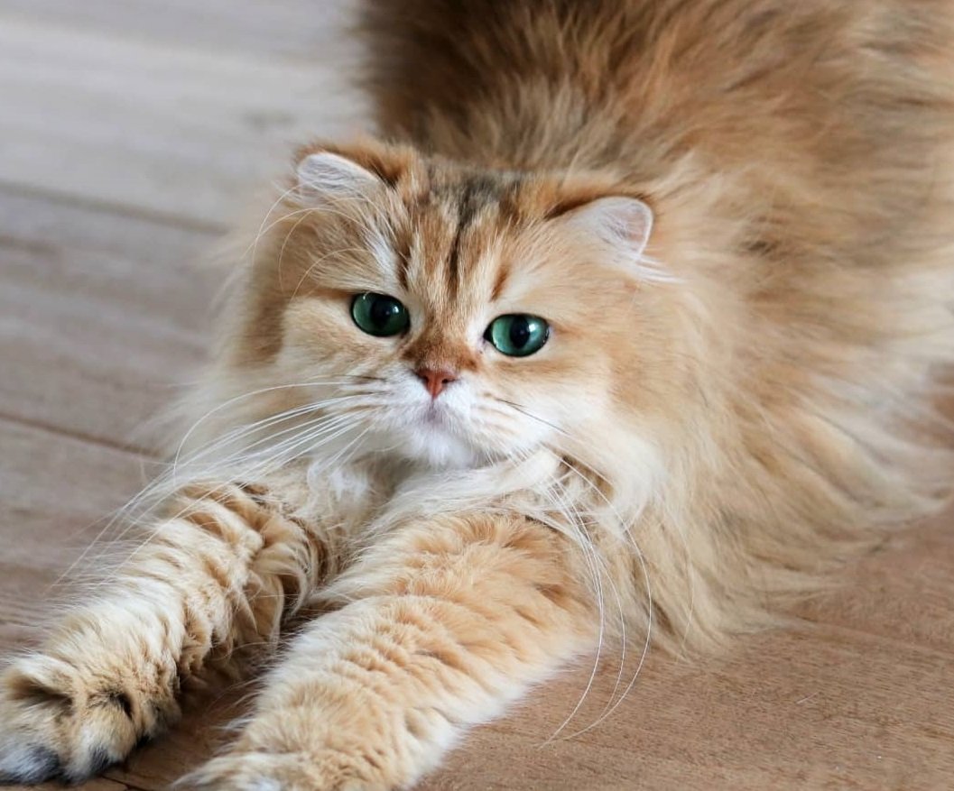 Доброе утро с кошками