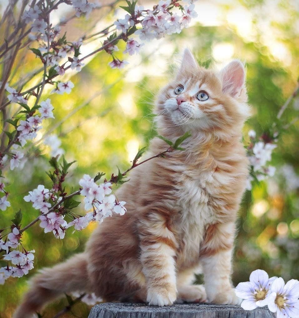 Чудесный котенок