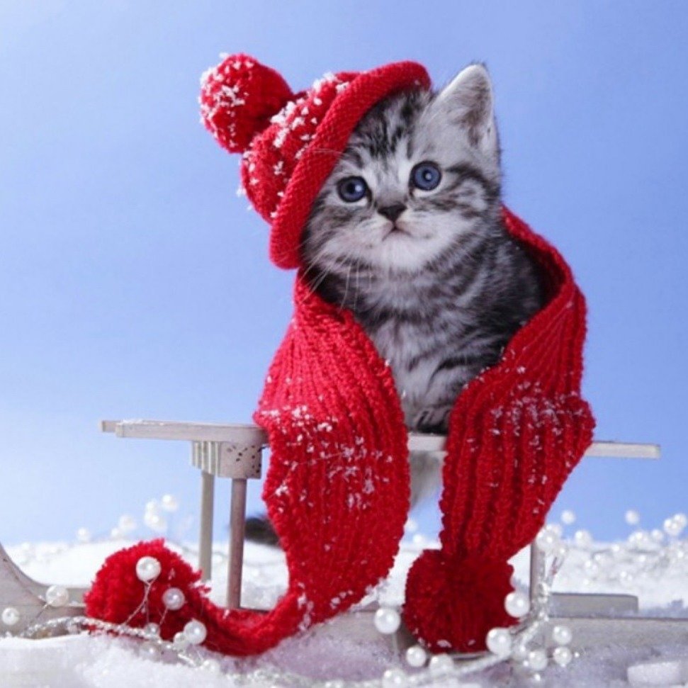 Доброе утро зима котики