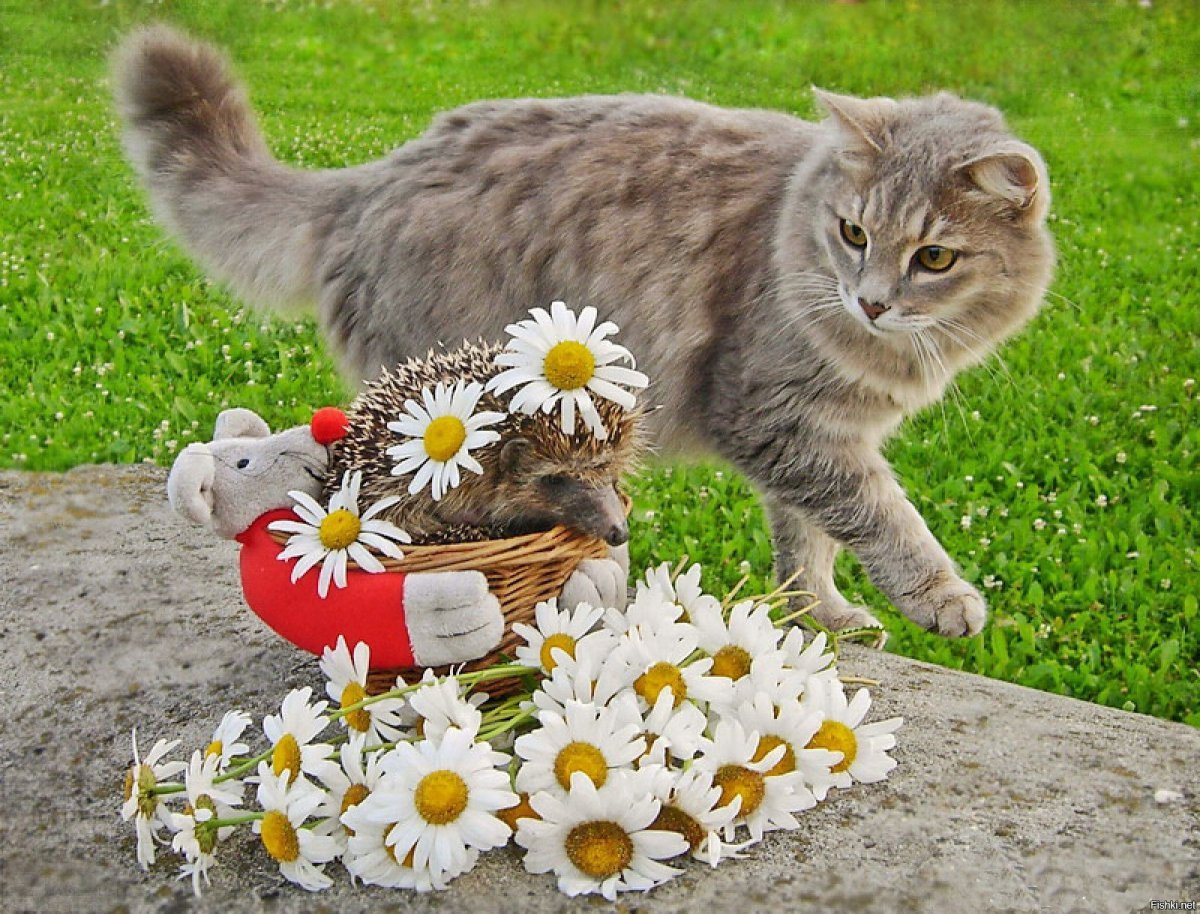 Кошечка с ромашками