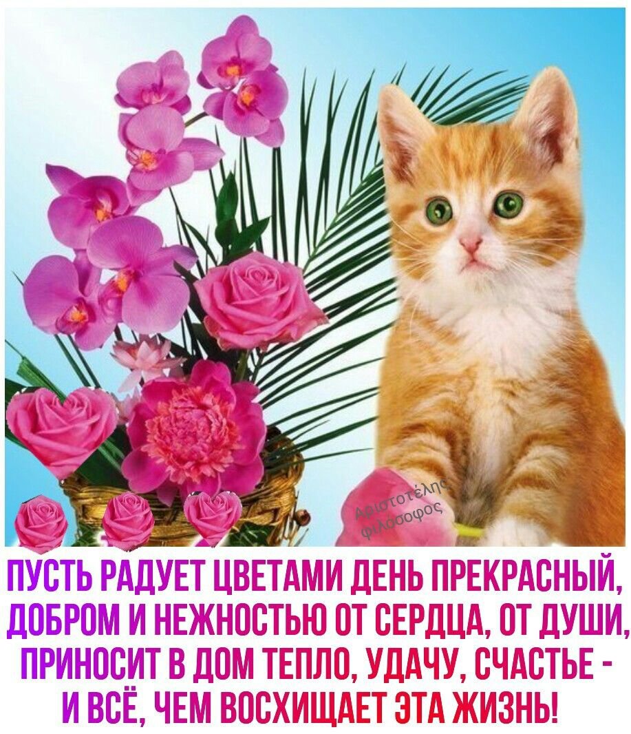 Открытки с котиками доброго утра