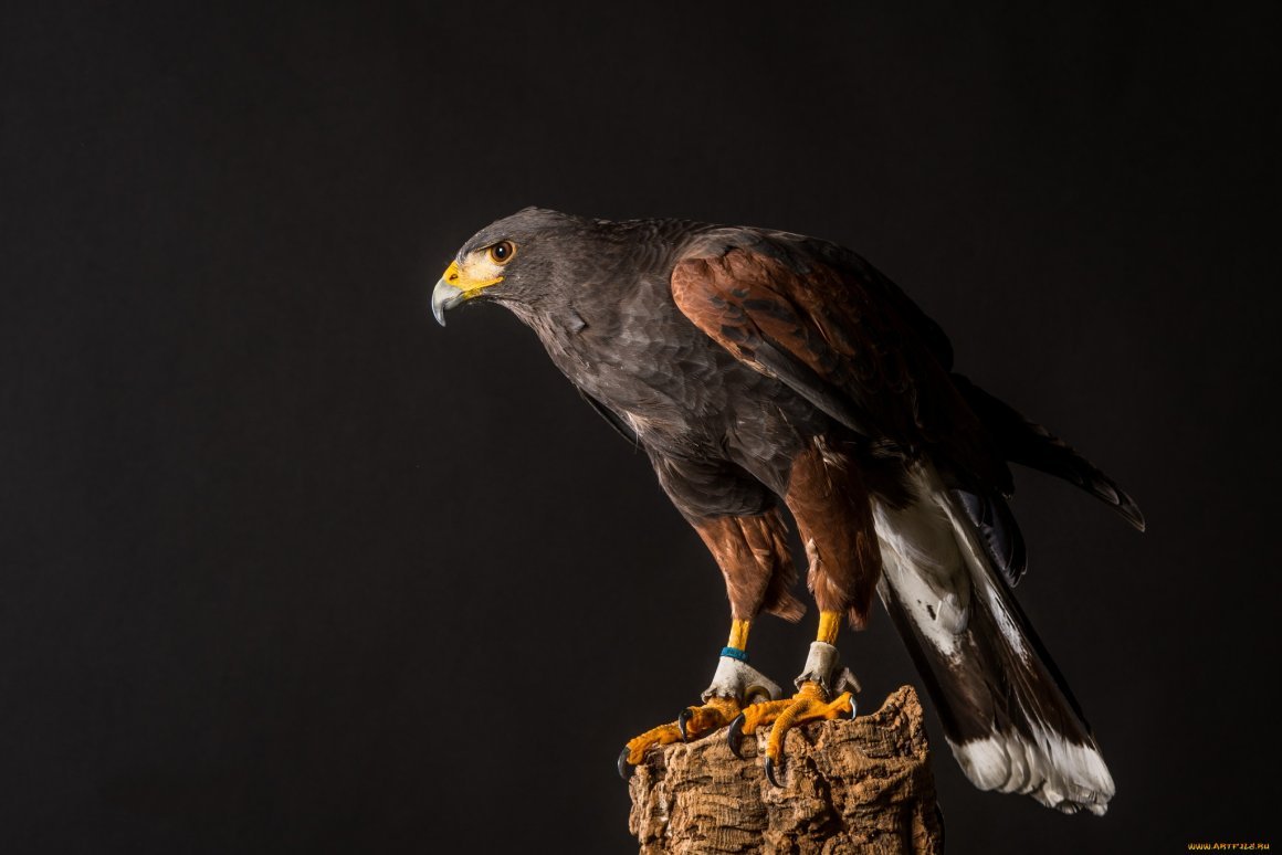 Хищная птица Скобец