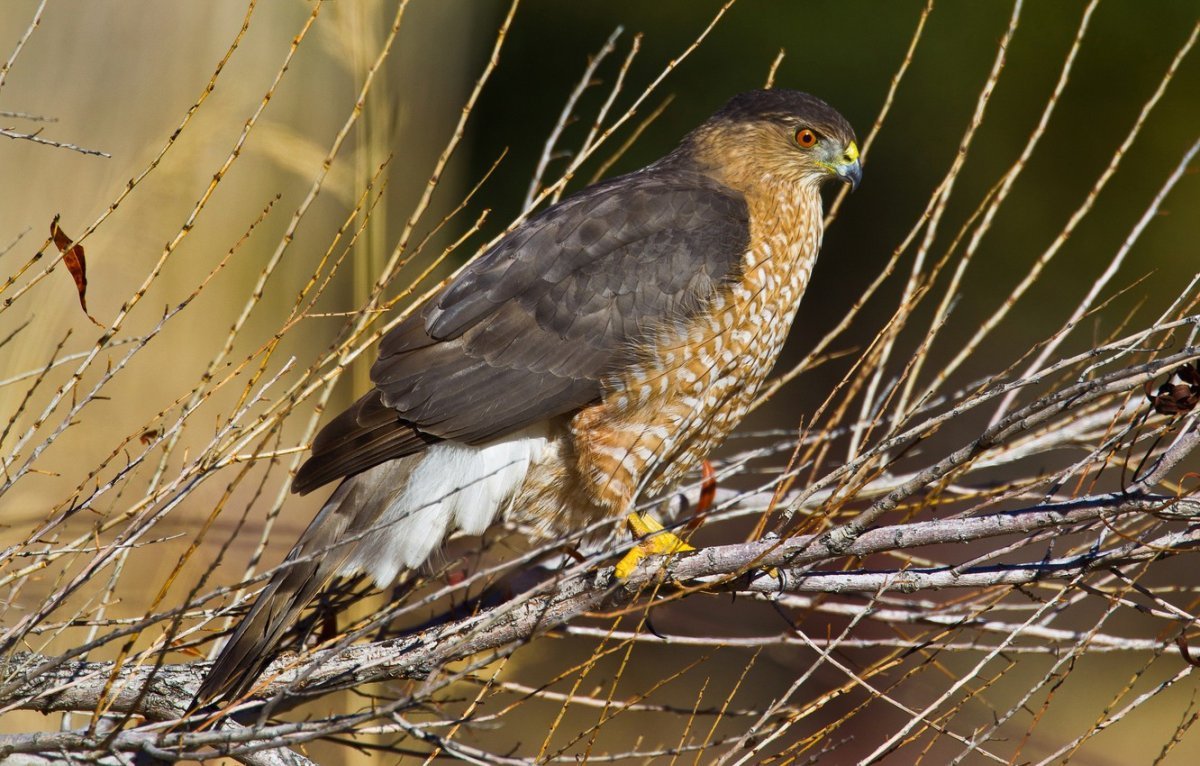 Хищные птицы Ростовской области