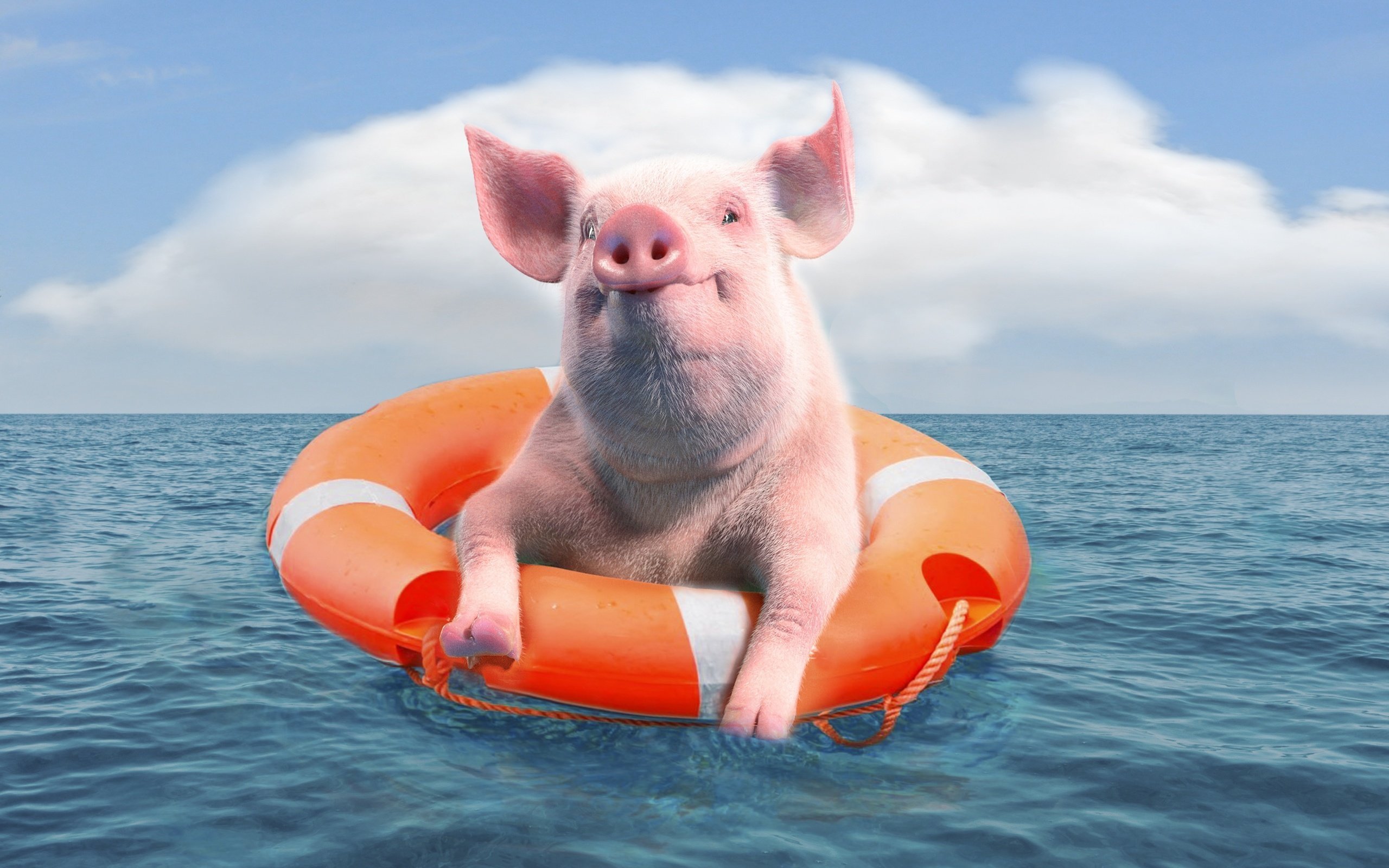 Свинка плавает. «Свиньи в космосе» Сиухин. Свинья на море. Свинка на море. Поросенок на море.