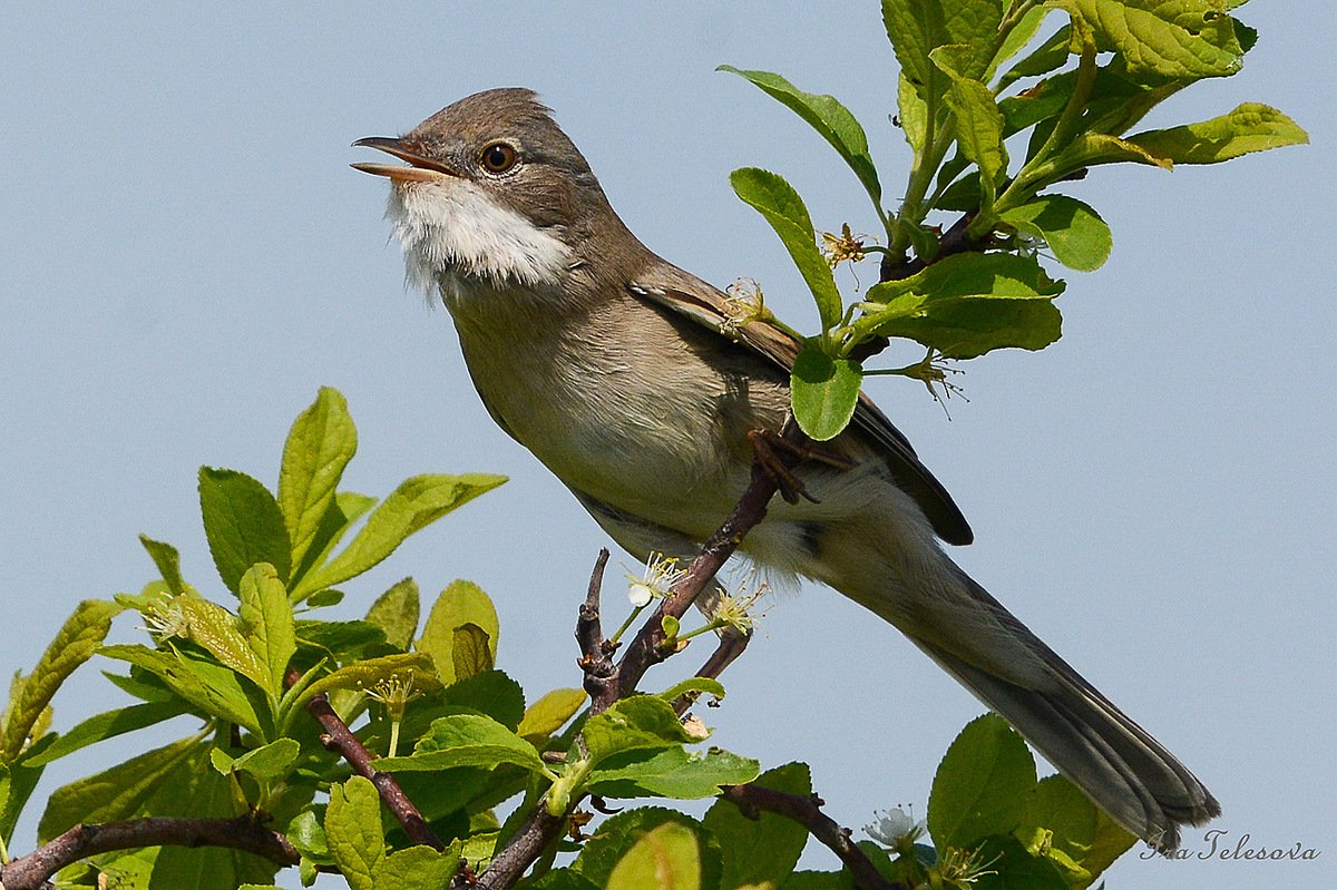 Птицы Самарской области
