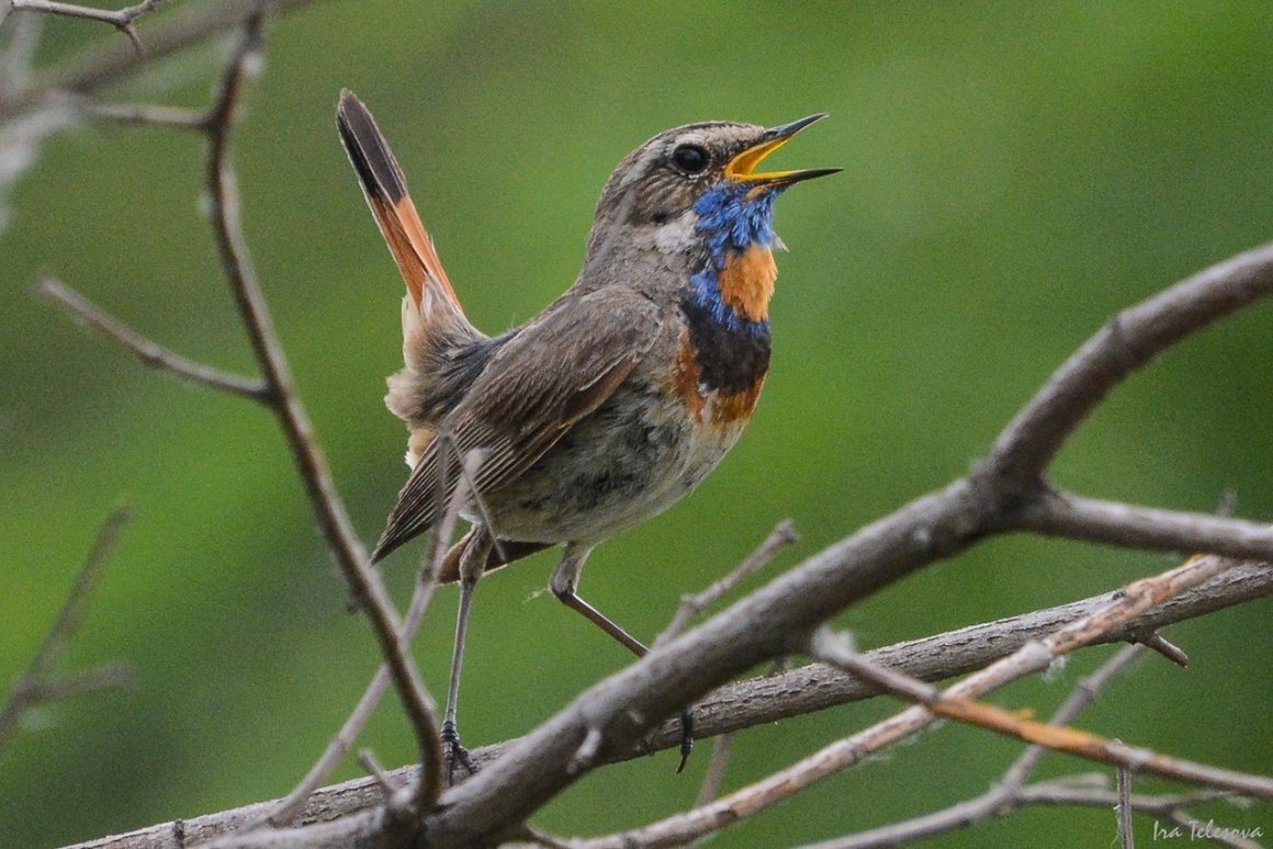 Птицы самарской области