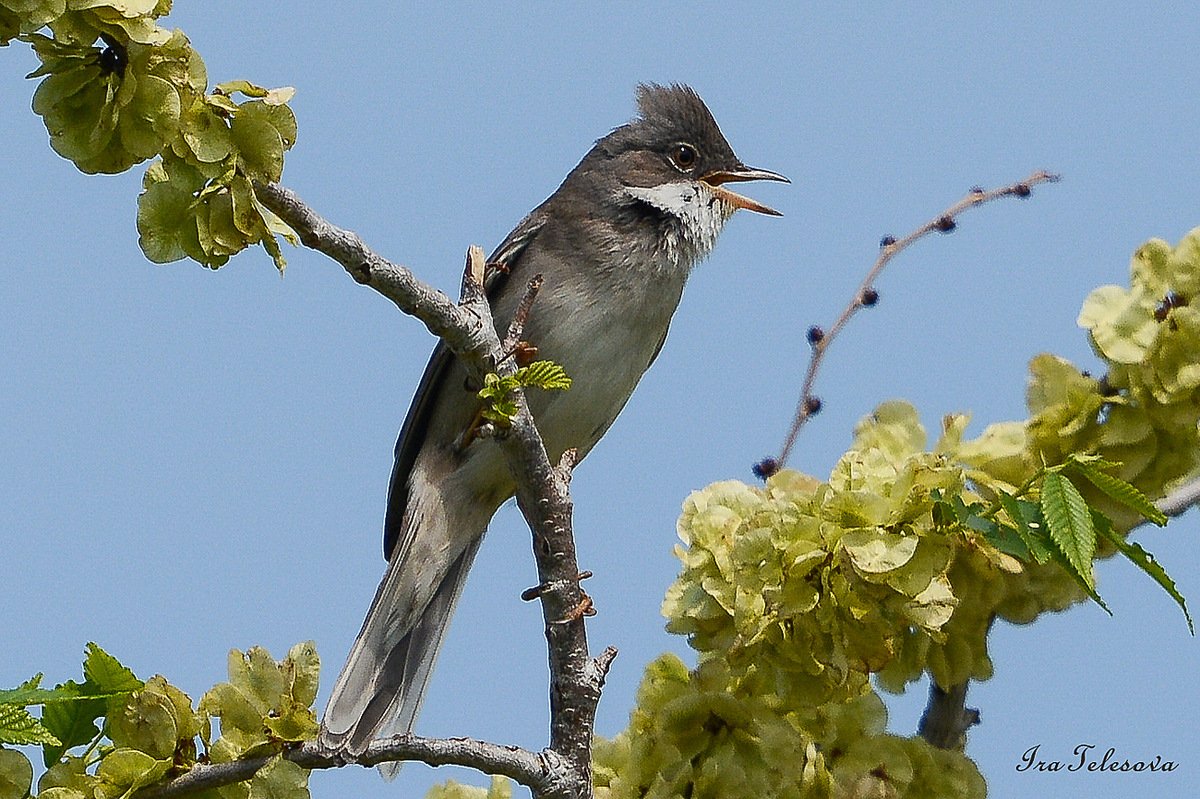 Птицы Самарской Луки