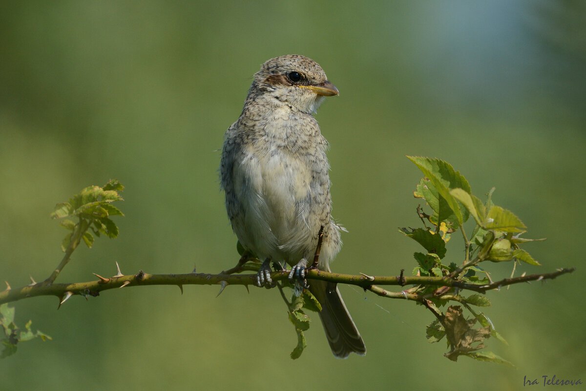 Птицы Самарской Луки