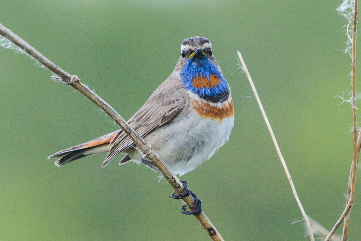 Варакушка Омск